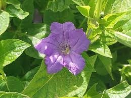 Ruellia strepens flower4.jpg